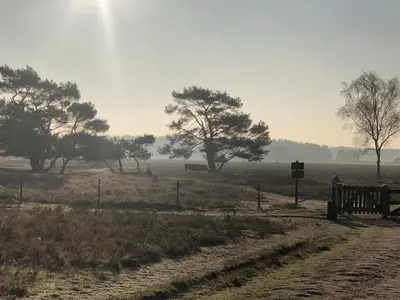 a dirt road in a field with trees in the background at Private Tiny House in Bussum near Amsterdam! in Bussum