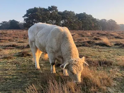 a white cow eating grass in a field at Private Tiny House in Bussum near Amsterdam! in Bussum
