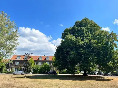 a large tree in a field in front of a building at Private Tiny House in Bussum near Amsterdam! in Bussum