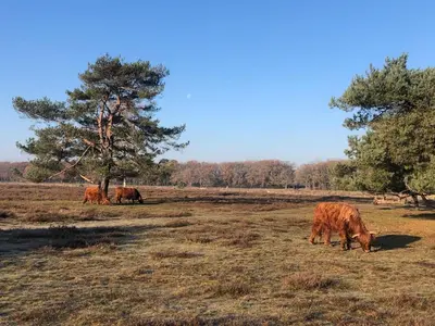 a group of cows grazing in a field at Private Tiny House in Bussum near Amsterdam! in Bussum