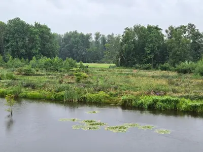 a river with lily pads in the water at Villa Suite Oudshoorn in Alphen aan den Rijn