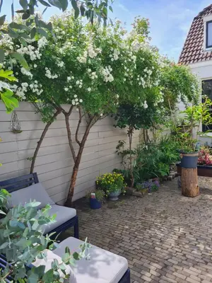 a garden with white flowers and trees and benches at Tiny Garden Room - in city center in Alkmaar
