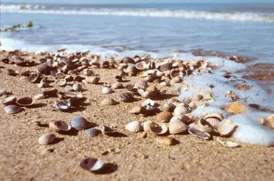 a bunch of shells on the sand on a beach at Duinberk B&B hotel en Brasserie in Schoorl