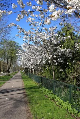 a tree lined street with a fence and flowering trees at Bed & Breakfast De Stolp in Zuidoostbeemster