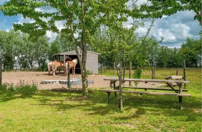 two horses standing in a shed with a bench at De Polderhoeve in Heerhugowaard