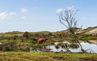 three cows standing in a field near a body of water at Nice Apartment In Bergen Aan Zee in Bergen aan Zee