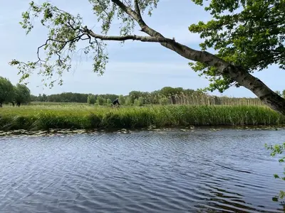 a tree hanging over a body of water at Authentic villa near Amsterdam and nature in Ons Belang