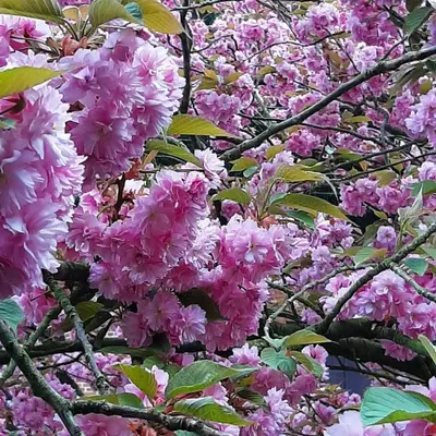 a bunch of pink flowers on a tree at Authentic villa near Amsterdam and nature in Ons Belang