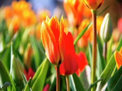a group of orange and red flowers in a field at Holiday Home near Dutch Coast & Forest in Noordwijk