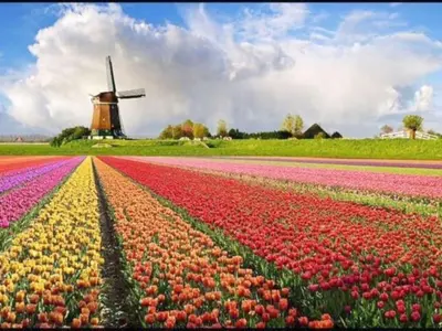 a field of tulips with a windmill in the background at Holiday apartment in Alkmaar in Alkmaar