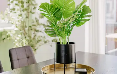a black vase sitting on a table with a plant at Oostergeest Beneden 2 Slaapk in Uitgeest