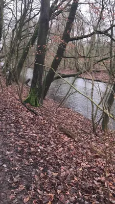 a tree sitting next to a body of water at Garden Apartment, Amsterdam in Amsterdam