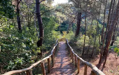 a wooden staircase in a forest with trees at 2 Bedroom Beach Front Home In Egmond Aan Zee in Egmond aan Zee
