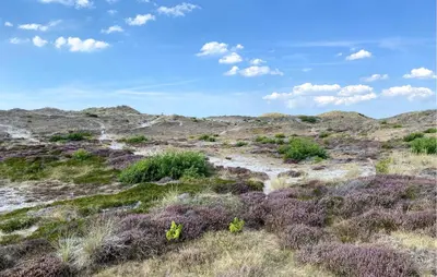 a field of grass and bushes with a blue sky at 2 Bedroom Beach Front Home In Egmond Aan Zee in Egmond aan Zee
