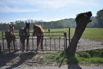 a group of horses standing behind a fence at Marinus, lovely bungalow near the sea and most beautiful dune area in the Netherlands in Warmenhuizen