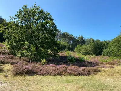 a field with a tree and some bushes and trees at Marinus, lovely bungalow near the sea and most beautiful dune area in the Netherlands in Warmenhuizen