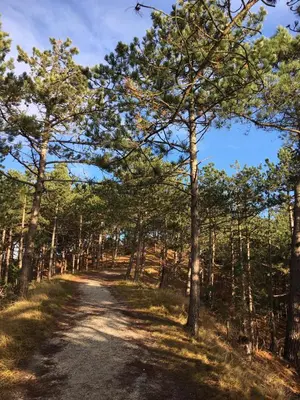 a dirt road through a forest with trees at Marinus, lovely bungalow near the sea and most beautiful dune area in the Netherlands in Warmenhuizen