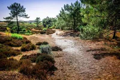 a dirt road in a field with trees at Duynhof nabij Strand, duinen, bos en stad - 5 personen in Warmenhuizen