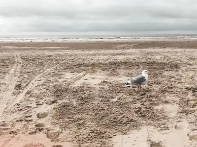 a seagull standing on a sandy beach near the ocean at Holiday Home in Schoorl near Dunes in Schoorl