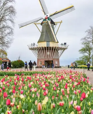 a windmill in front of a field of tulips at B&B Loft 57 in Amsterdam