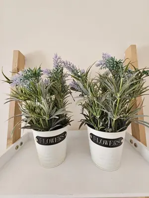 two potted plants sitting on top of a shelf at Sandy beach 34 in Noordwijk