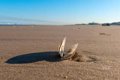 a pair of surfboards sticking out of the sand on a beach at Bulbs & Beach in Noordwijk
