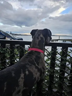 a black dog looking over a fence at the water at Woonboot De Witte loosdrechtse plassen in Loosdrecht
