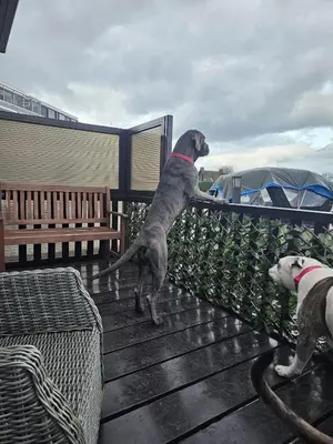 a dog standing on a fence next to another dog at Woonboot De Witte loosdrechtse plassen in Loosdrecht