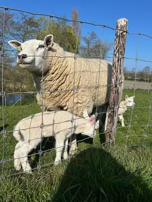 a sheep and two lambs standing behind a fence at Bij De Neckermolen- Bed and Stay Beemster in Zuidoostbeemster