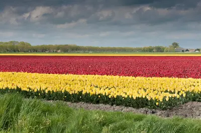 a field of red and yellow tulips in a field at Buitenplaats Langewijk in Zuidoostbeemster