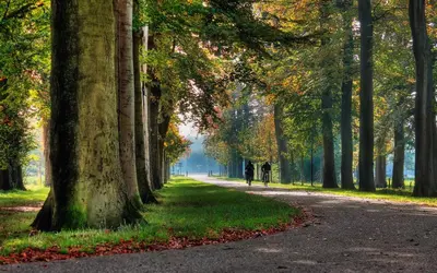 a tree lined path in the park in the fall at Mereveld Studios in Utrecht
