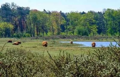 a group of animals grazing in a field next to a river at Appartement Buissant des Amorie! in Castricum