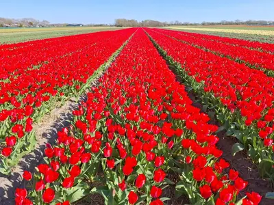 a field of red tulips in a field at Ankes Traumhaus in Sint Maarten