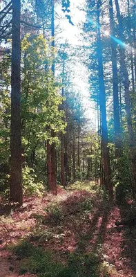 a forest filled with trees with the sun shining through at Little Paradise in Zandvoort
