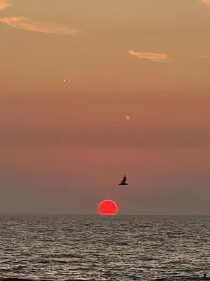 a bird flying over the ocean with a red sun at Little Paradise in Zandvoort