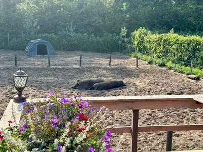 a couple of animals laying in the sand near a tent at 't Hoevehuisje in Beverwijk