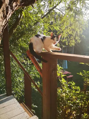 a black and white cat sitting on a wooden rail at Sweet Treehouse in Westbeemster