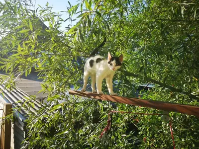 a cat standing on top of a tree at Sweet Treehouse in Westbeemster