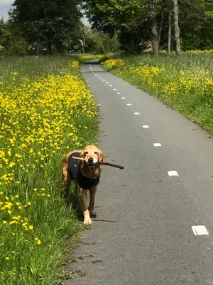 a dog walking down a road with a stick in its mouth at B&B BLoom in Amsterdam