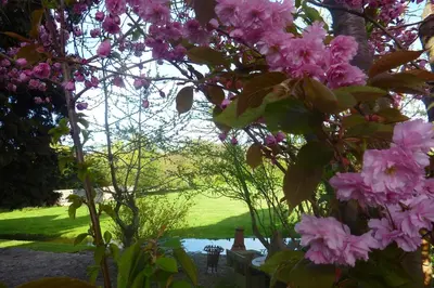 a tree with pink flowers in a garden at B&B BLoom in Amsterdam