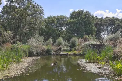 two ducks swimming in a pond in a park at Reijgershof Art Deco Room with private bathroom in Amsterdam