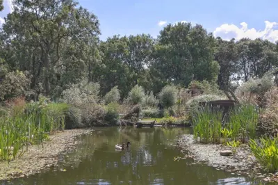 two ducks swimming in a pond in a park at Reijgershof - The Barok lounge in Amsterdam