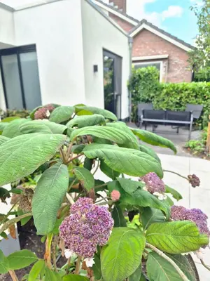 a plant with purple flowers in front of a house at De Aanbouw van Foonloos - luxe studio vlakbij Utrecht in Houten