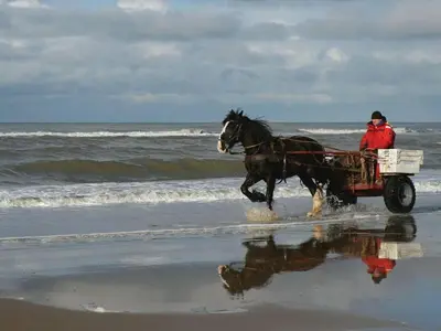 a man riding a horse drawn cart on the beach at Centraal aan Zee in Egmond aan Zee