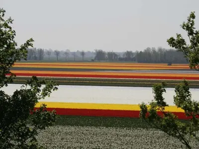a row of colorful tulips in a field at Centraal aan Zee in Egmond aan Zee