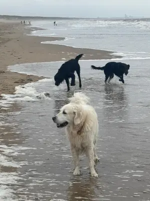 a group of three dogs walking on the beach at Duin 10 in Katwijk aan Zee