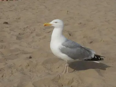 a seagull standing on the sand on the beach at One-bedroom apartment in Heemskerk