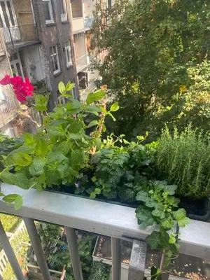 a bunch of plants sitting on top of a bench at Cozy Room in Oldwest with private bathroom in Amsterdam