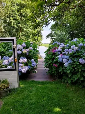 a garden with purple flowers and a wooden walkway at Hortensia Eiland in Zegveld