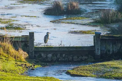 a bird sitting on a fence next to a river at Appartement Seabird in Zandvoort